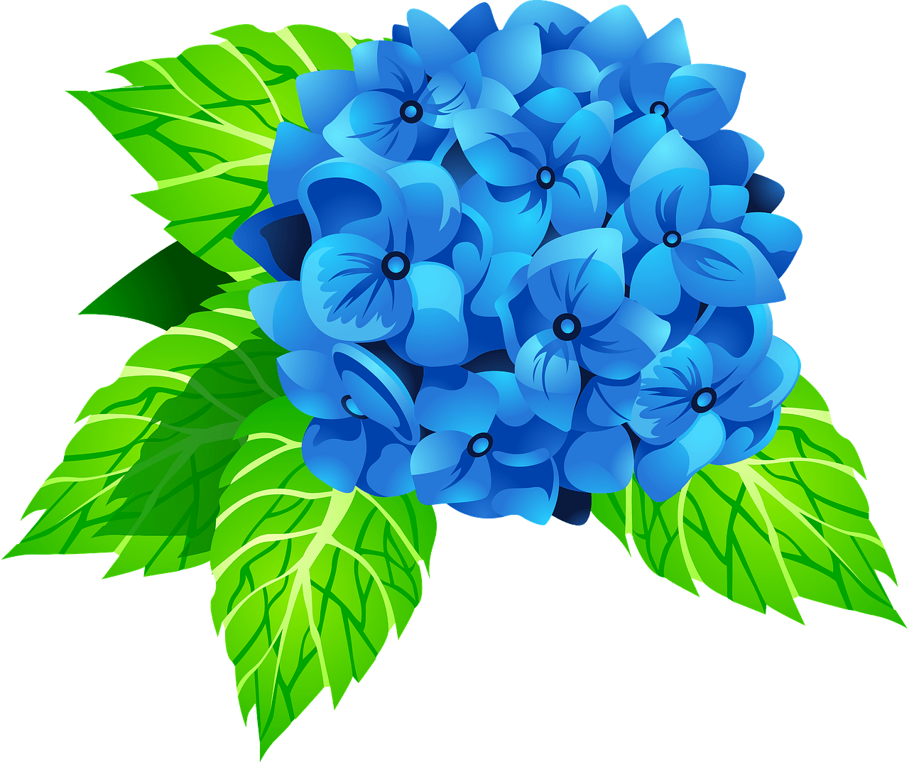 hydrangea petals cliparts