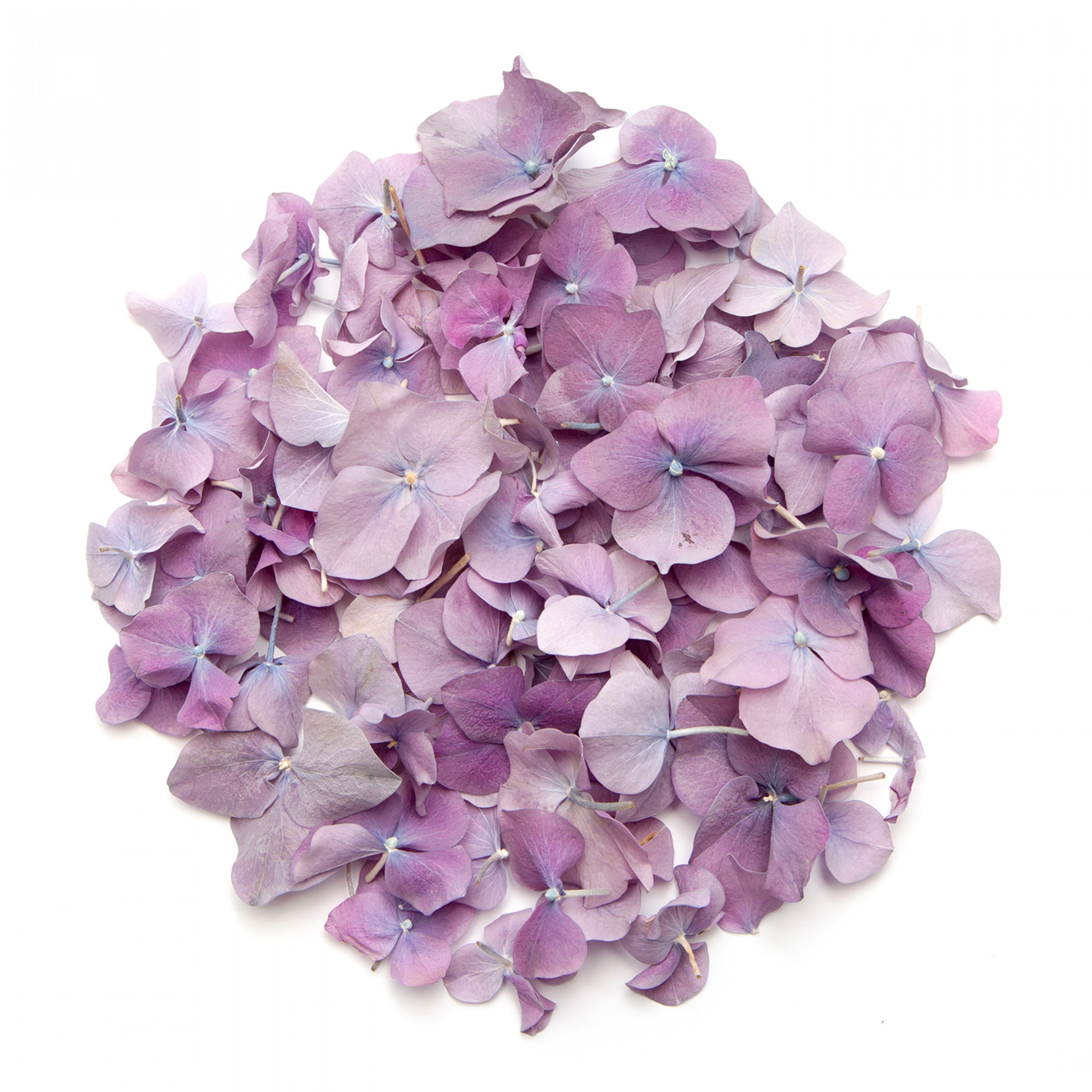 Purple Hydrangea Petals