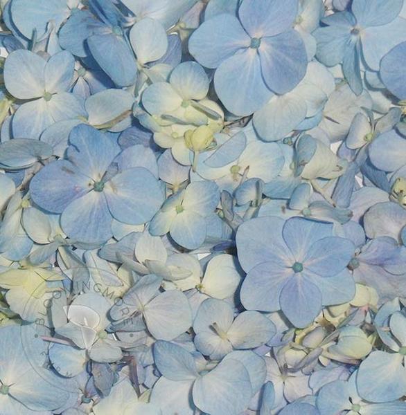 Blue Hydrangea Petals – Bloomingmore