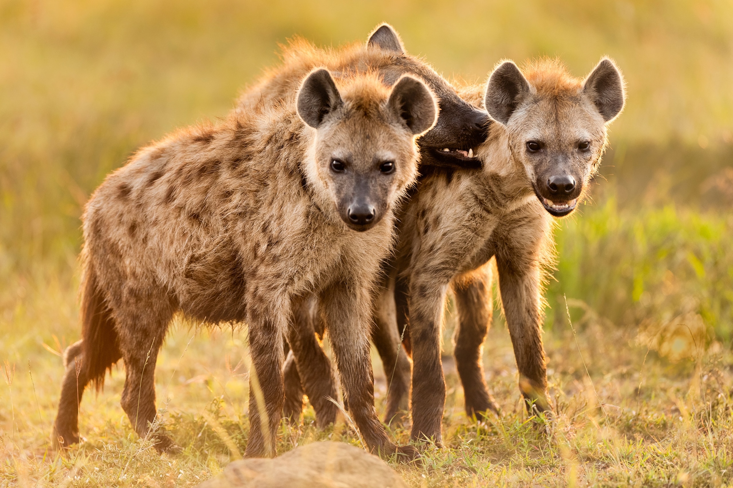 Hyenas have a bad rap—but theyre Africas most successful predator
