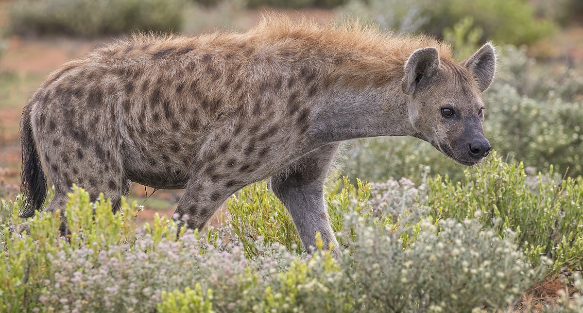 Spotted hyena - Wikipedia