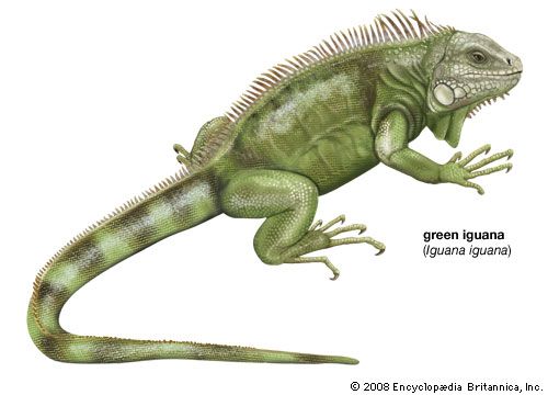 iguana pictures for kids