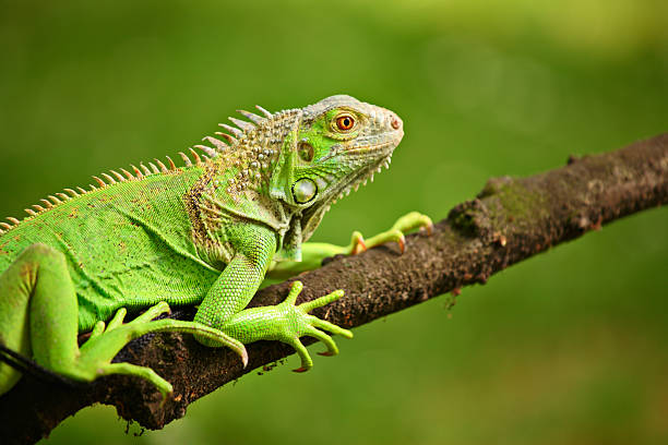 iguana pictures for kids