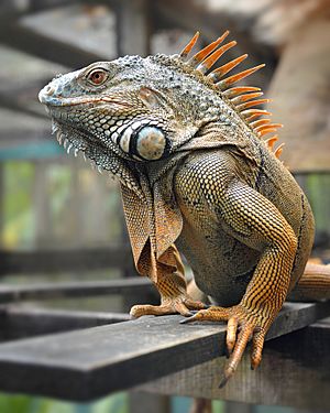 iguana pictures for kids