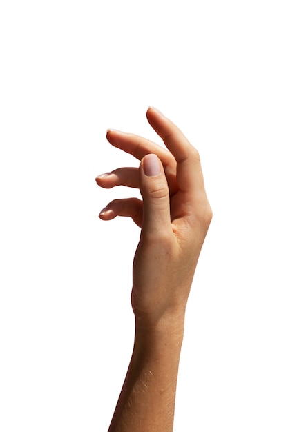 Hand Png Bilder - Kostenloser Download auf clipart library