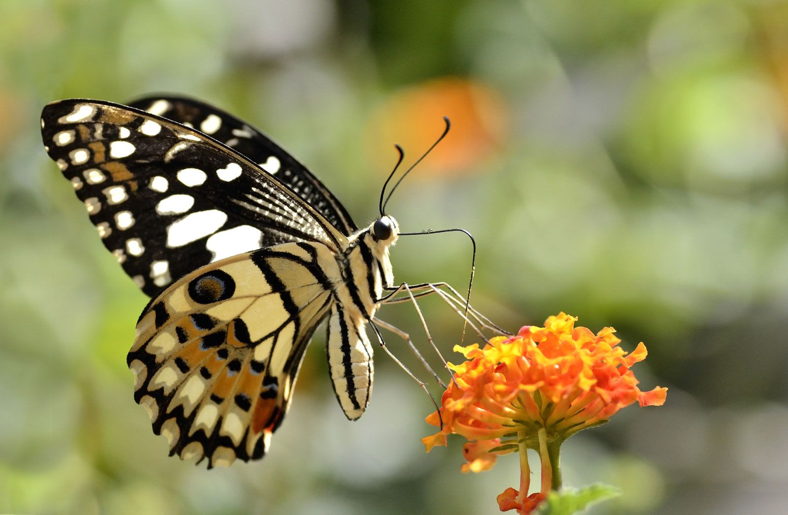 image of a butterfly