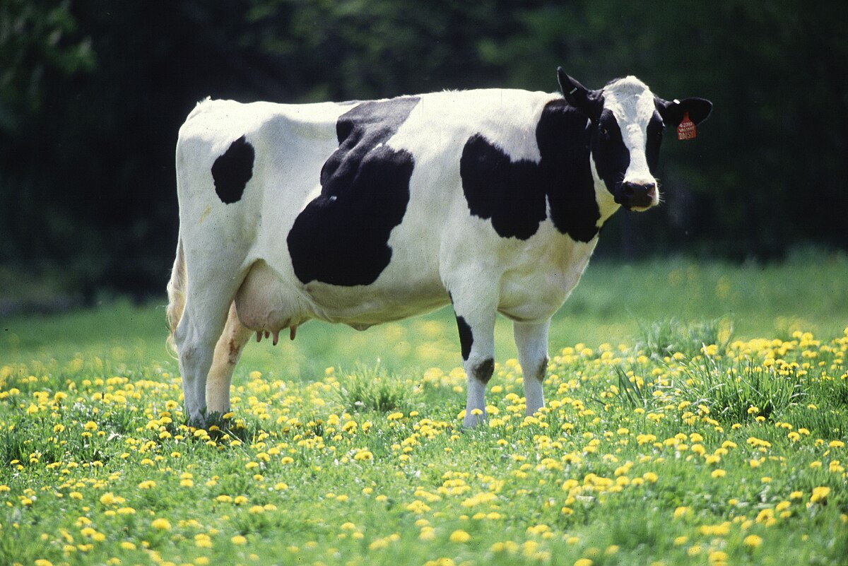 image of a cow