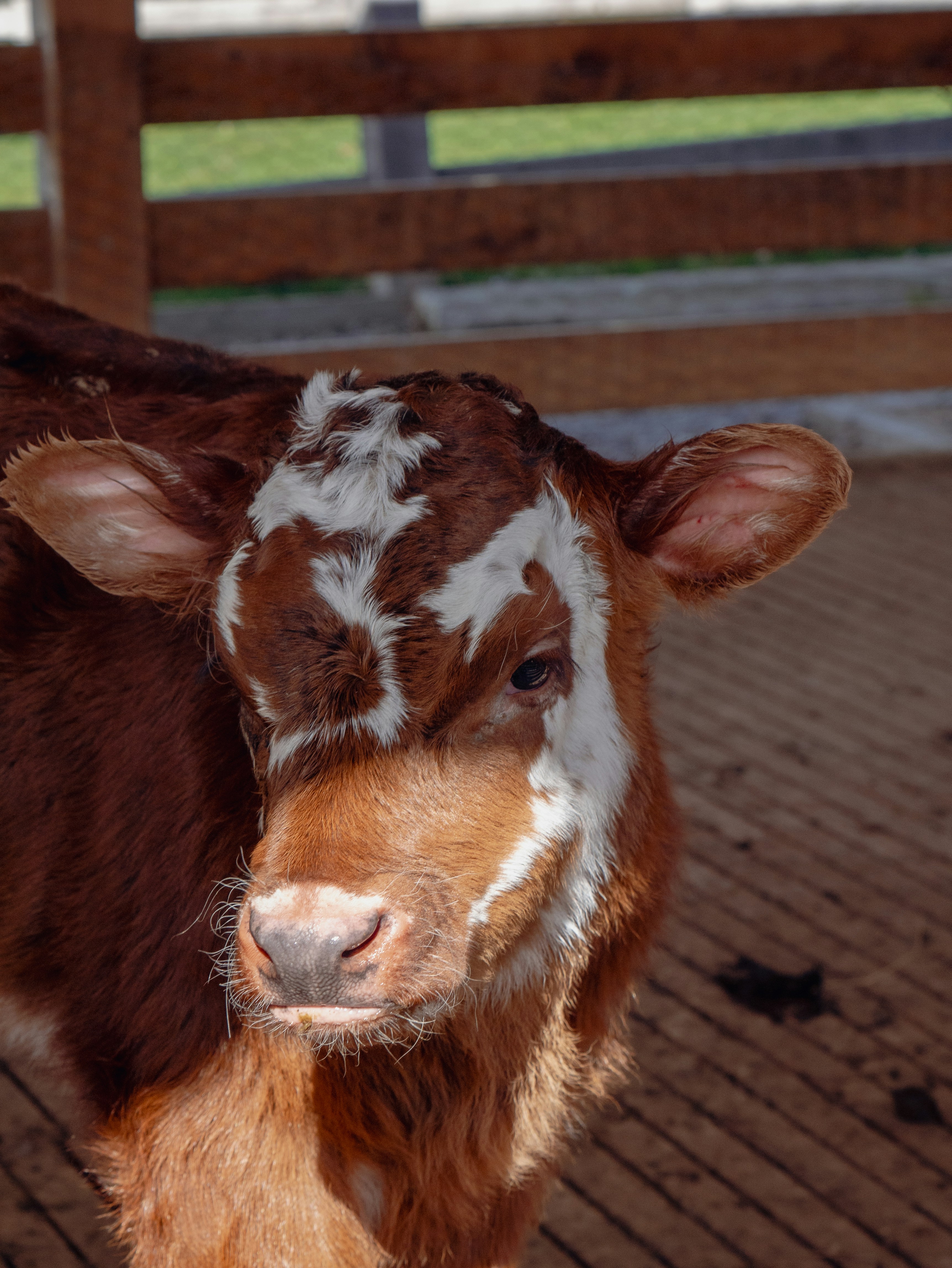 image of a cow