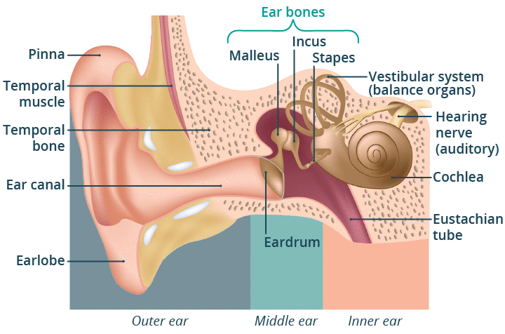 Ears | healthdirect