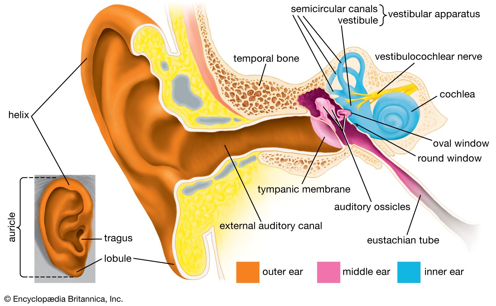 Human ear | Structure, Function, &amp; Parts | Britannica