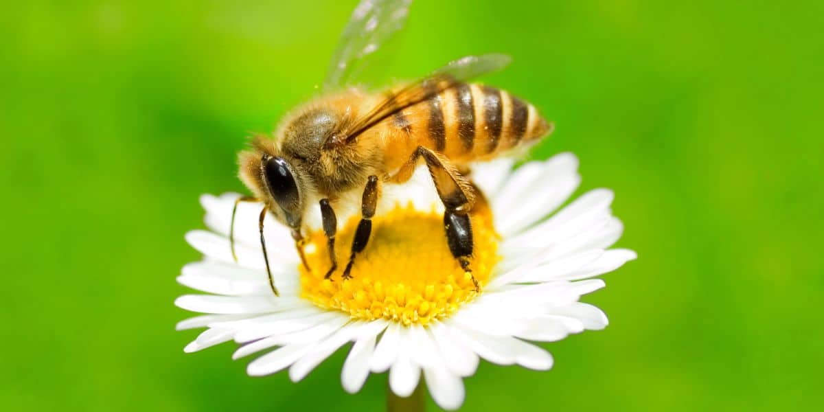 What Does a Honey Bee Look Like? - Carolina Honeybees