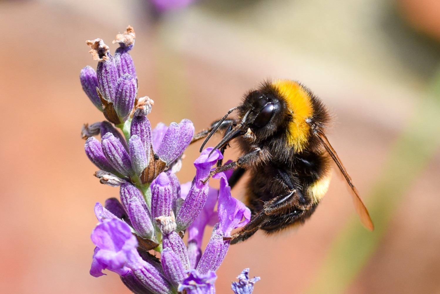 Identifying Bumblebees - Bumblebee Conservation Trust Bumblebee ...
