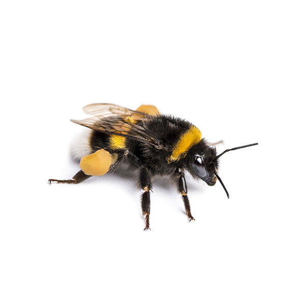 Bumblebee Identification &amp; Behavior - Bumblebee Control