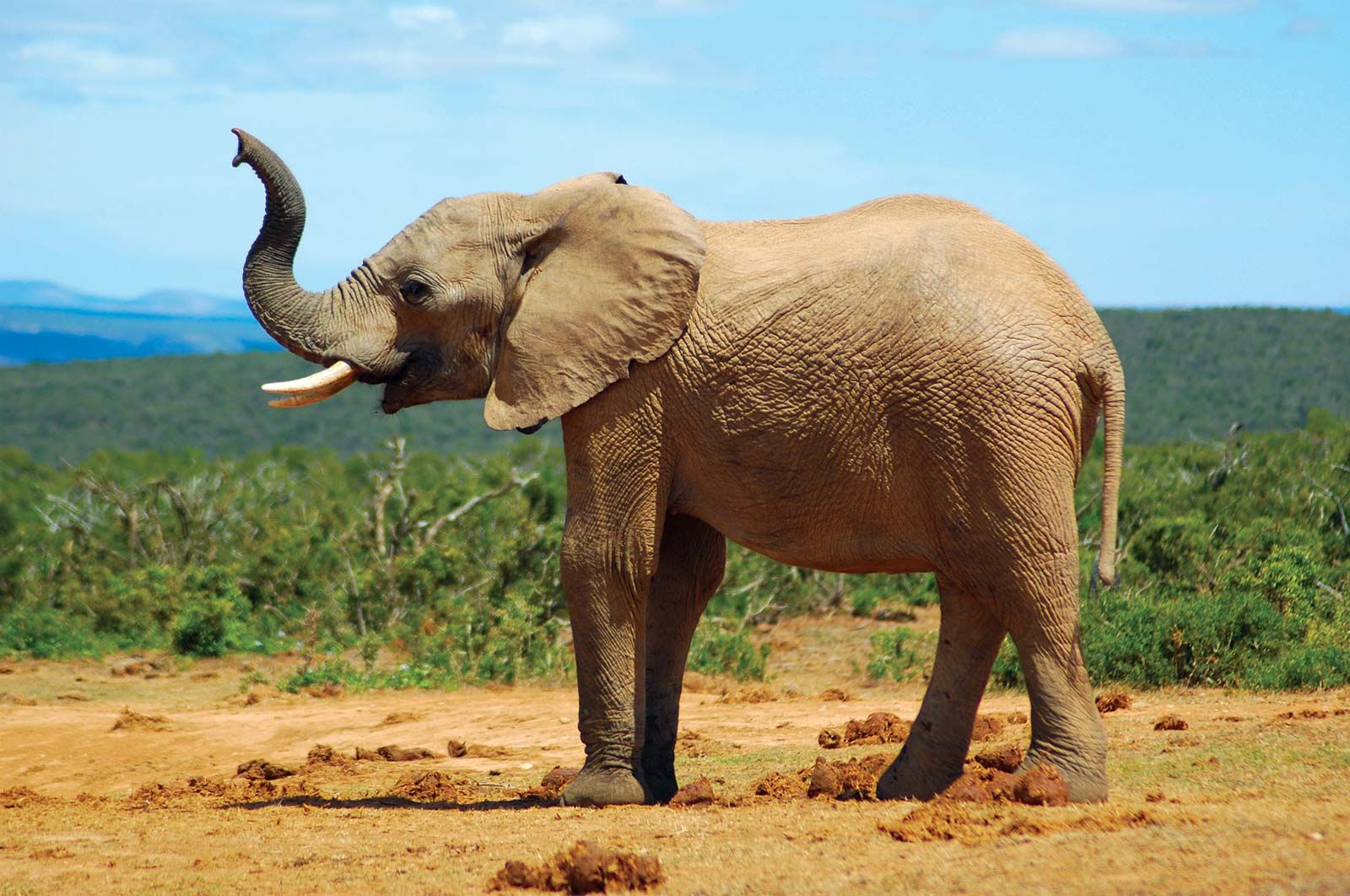 image of elephant