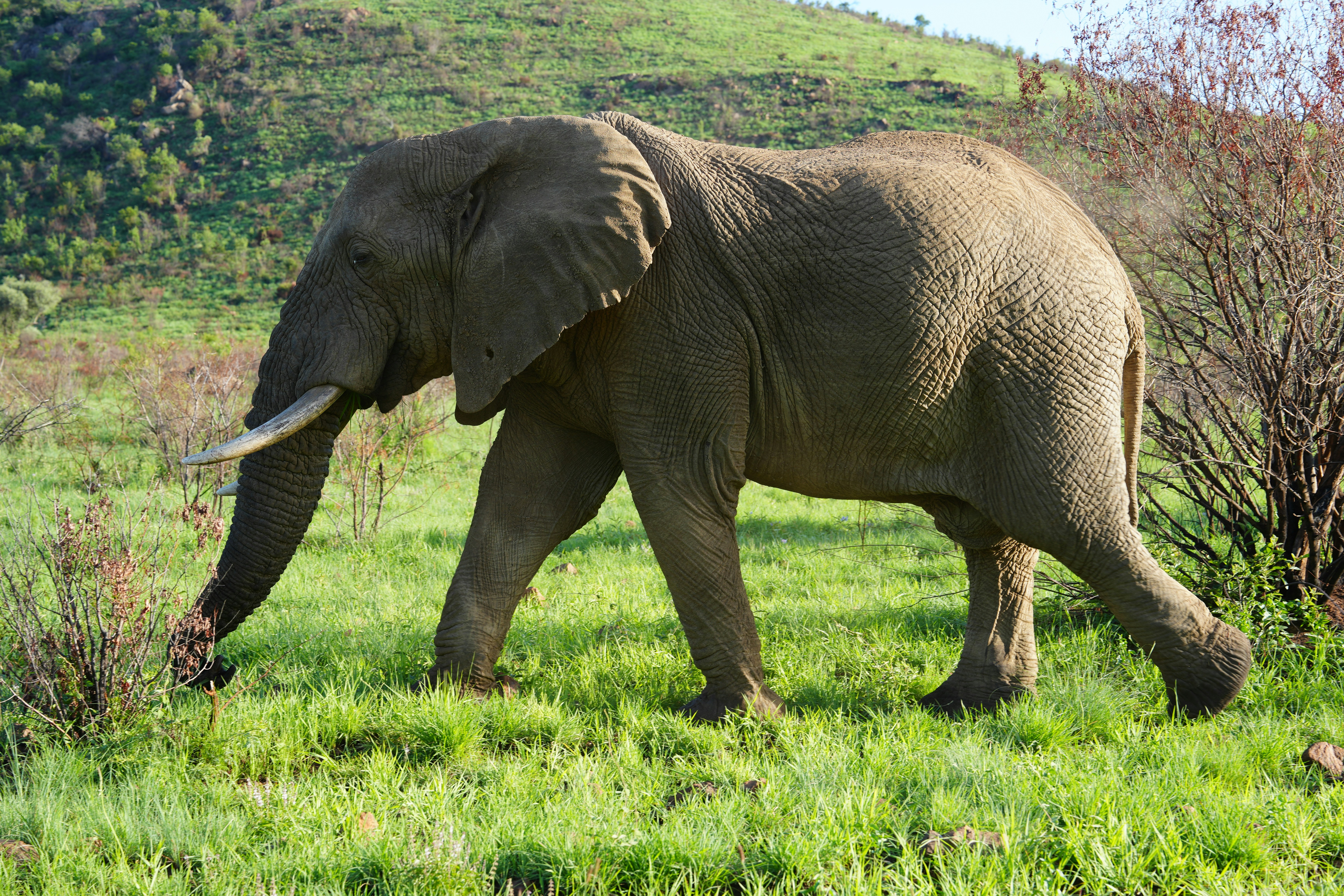 image of elephant