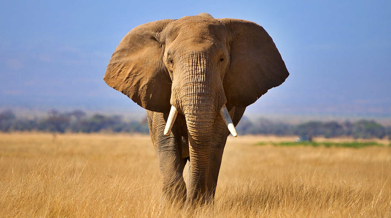 image of elephants
