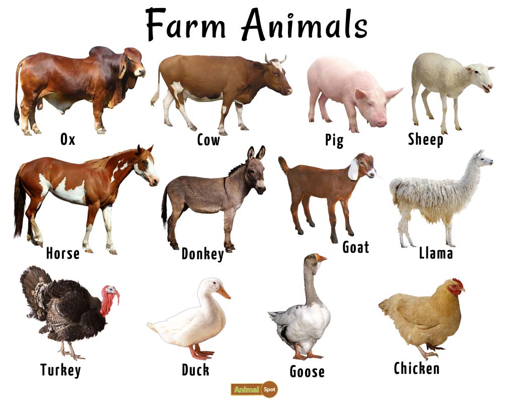 image of farm animals