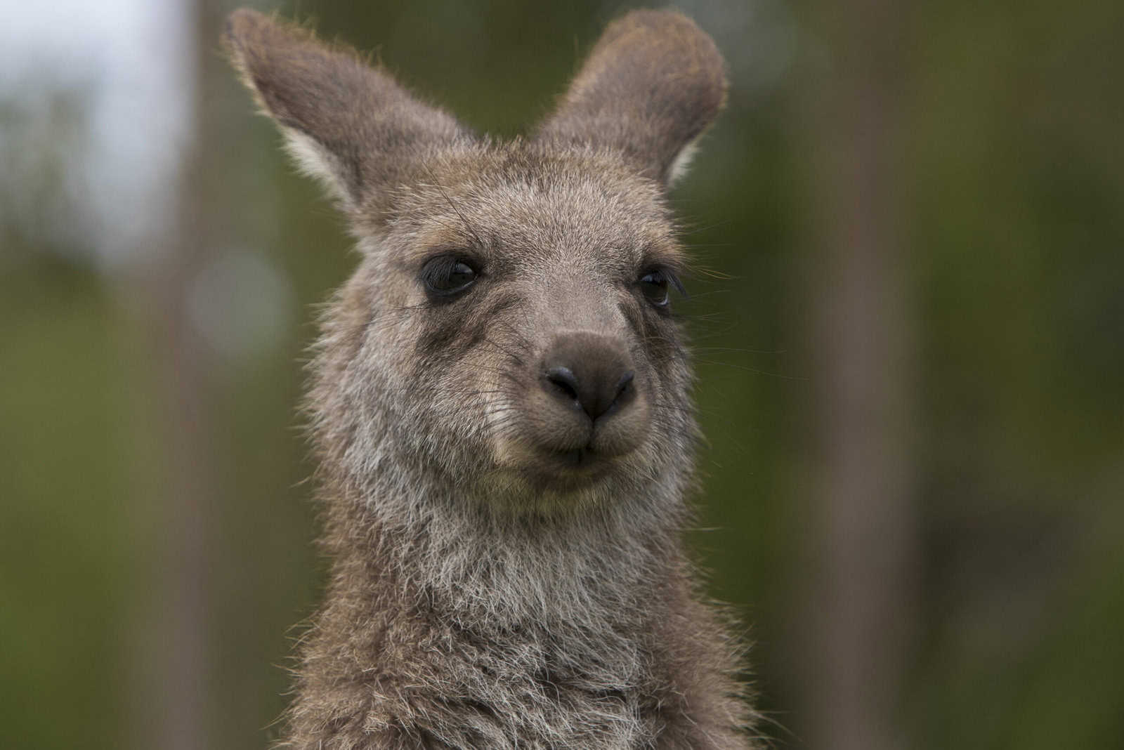 Eastern Grey Kangaroo - Symbio Wildlife Park