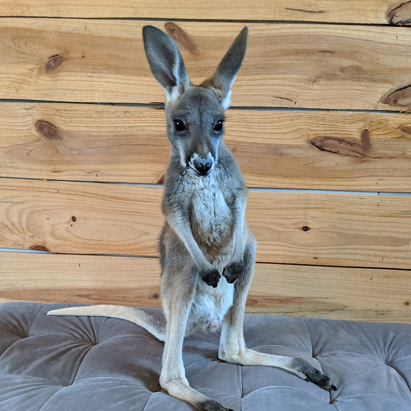 Kangaroo For Sale | Exotic Pet Animal Breeder in Texas