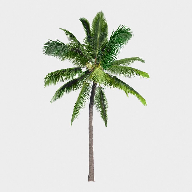 image of palm tree