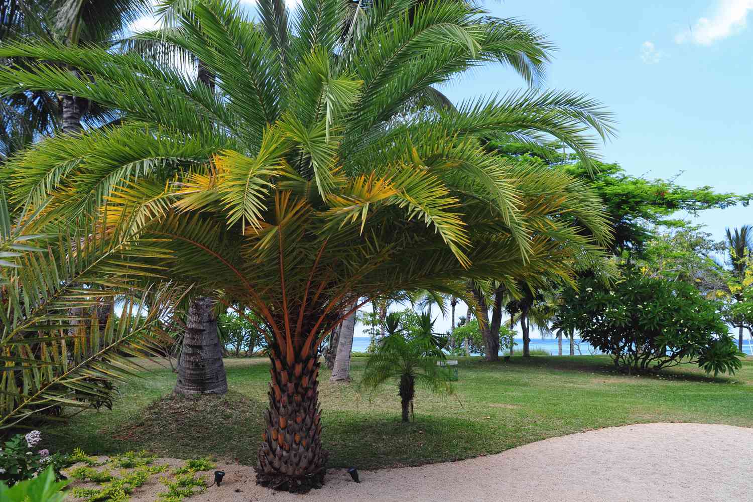 image of palm tree