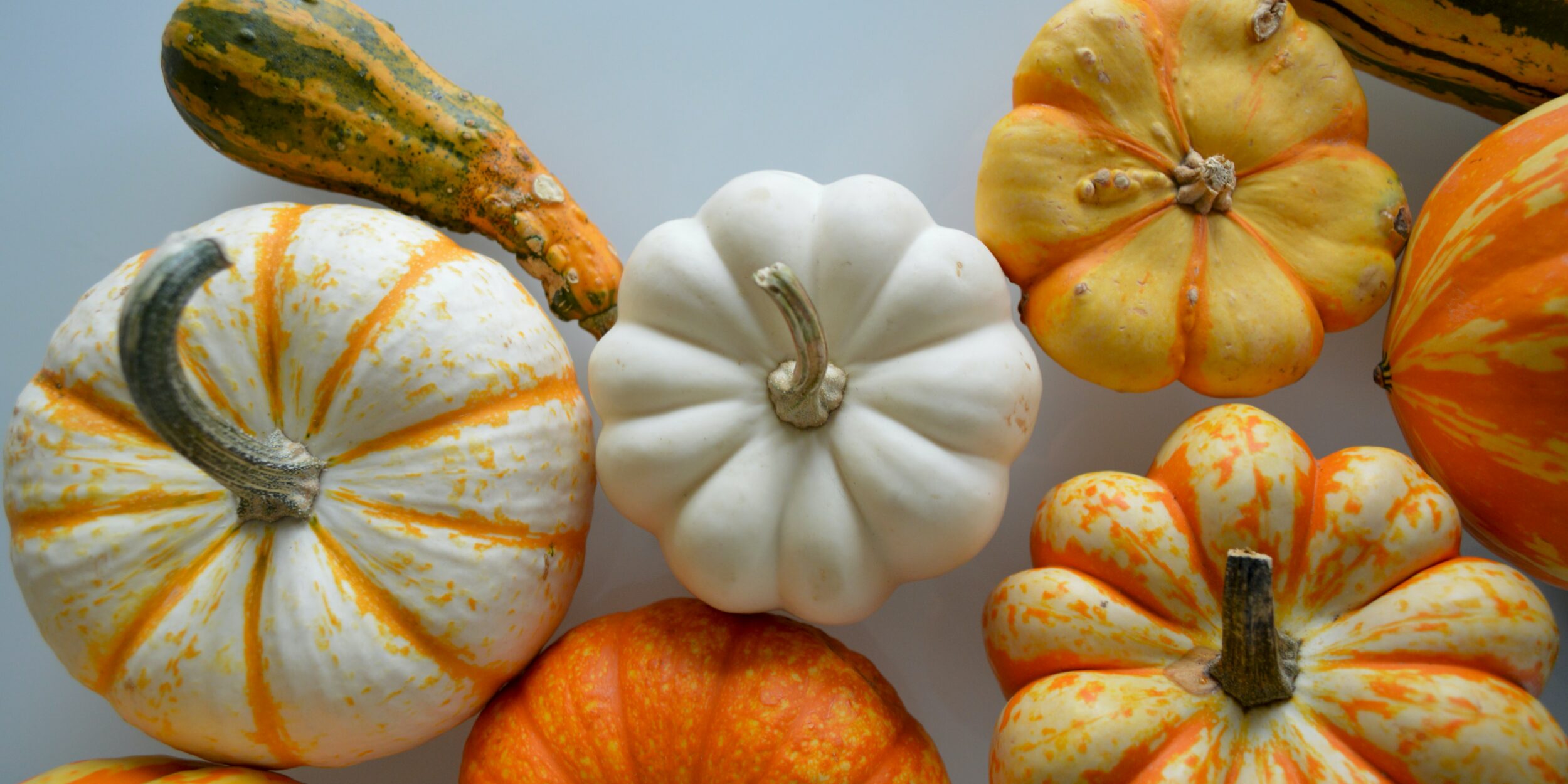 image of pumpkin