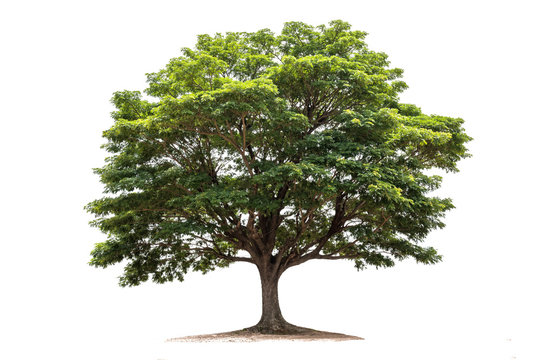 image of tree