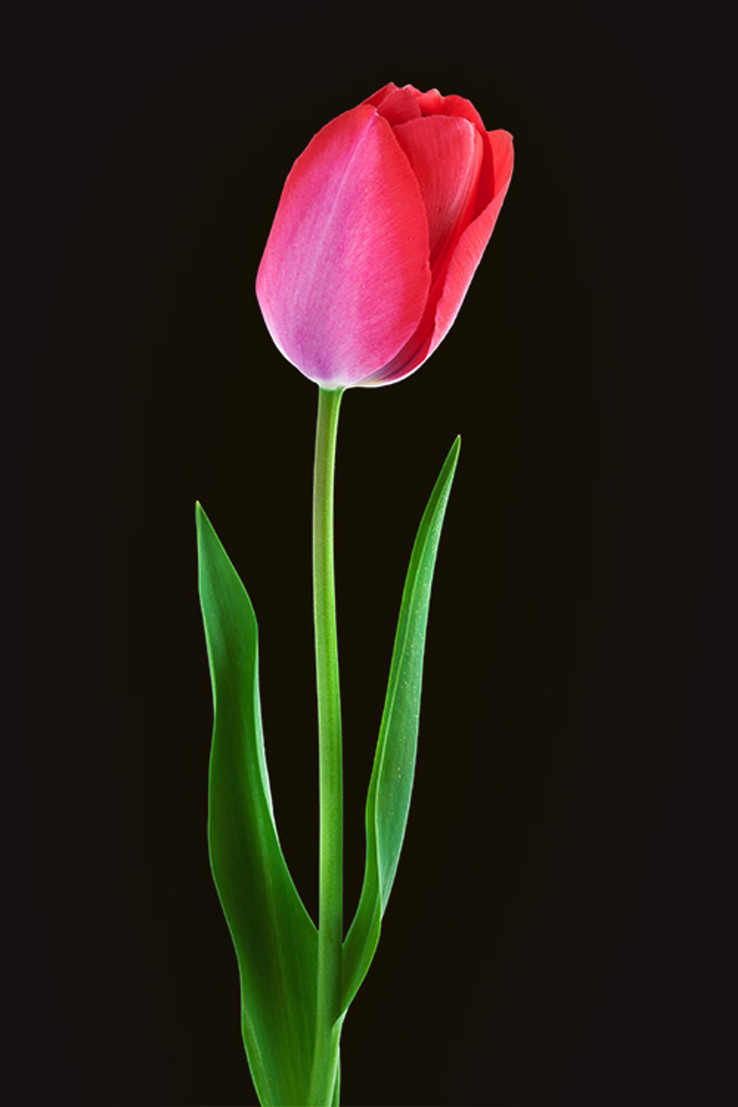 image of tulip