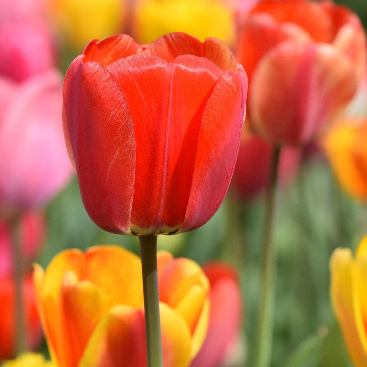 image of tulip