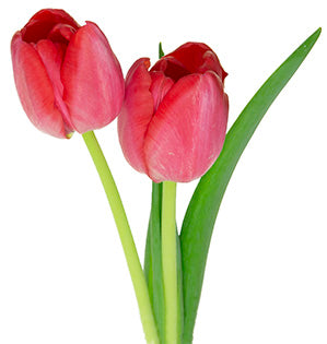image of tulip