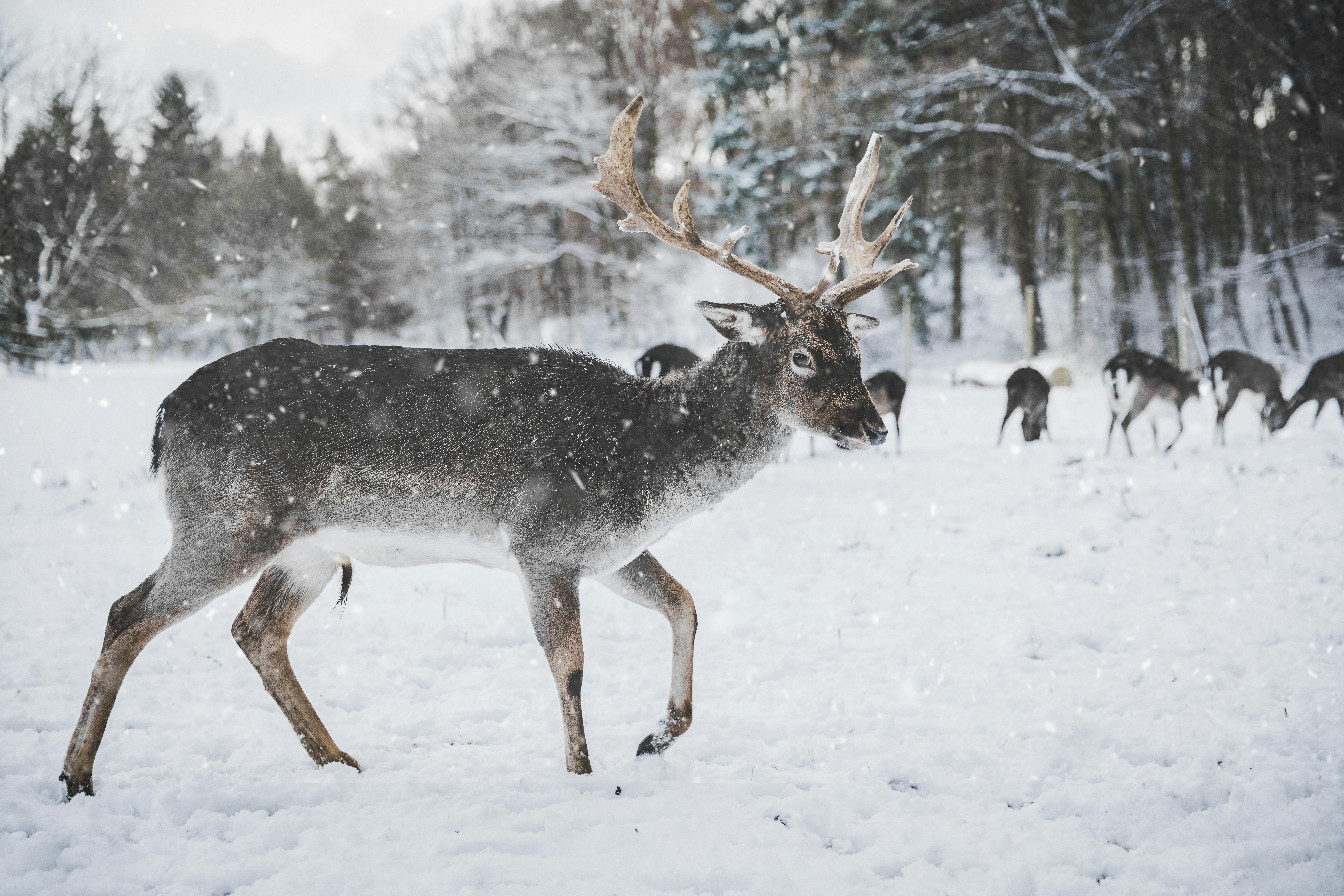 1,000+ Best Reindeer Photos · 100% Free Download · Pexels Stock Photos