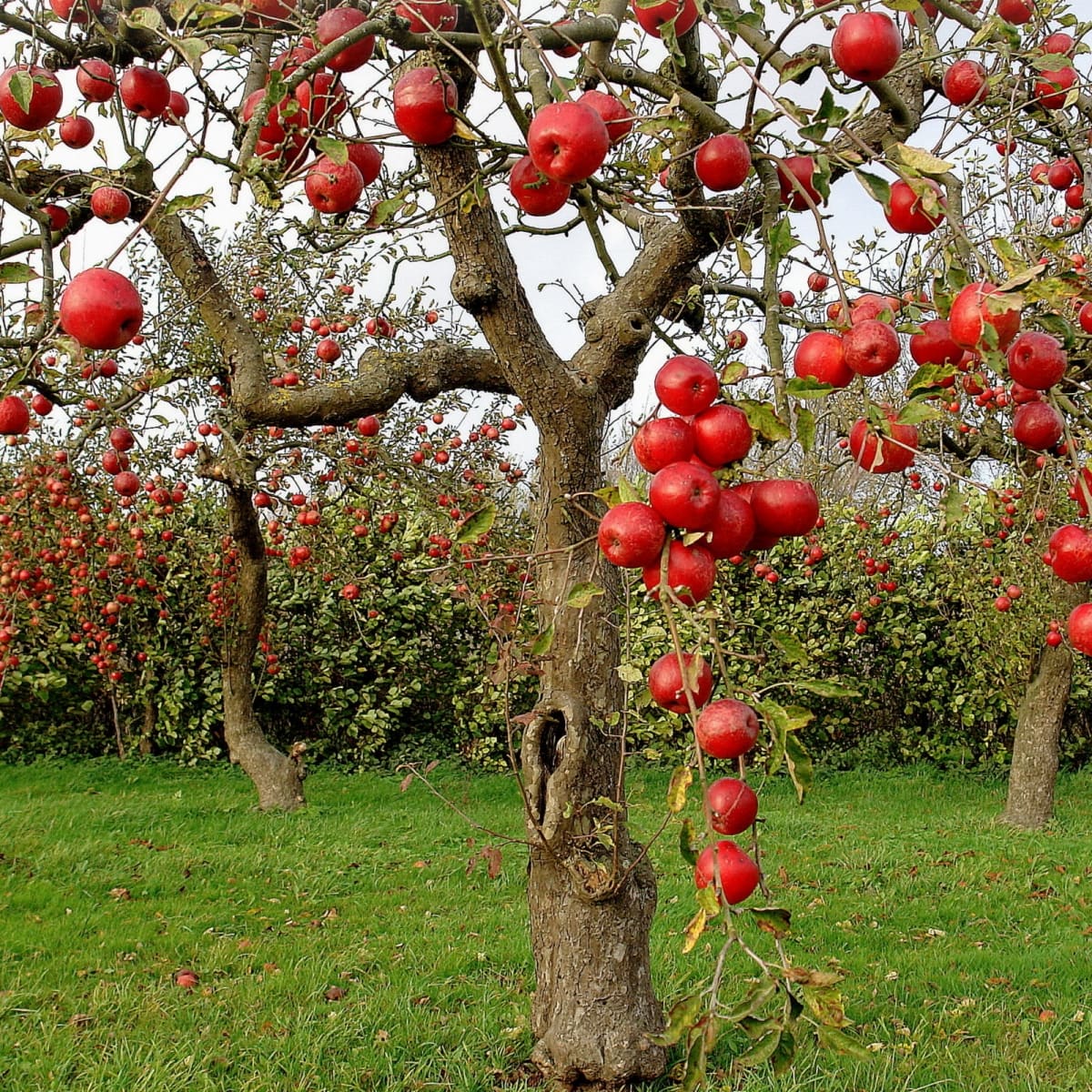 How to Grow Different Varieties of Apple Trees - Dengarden