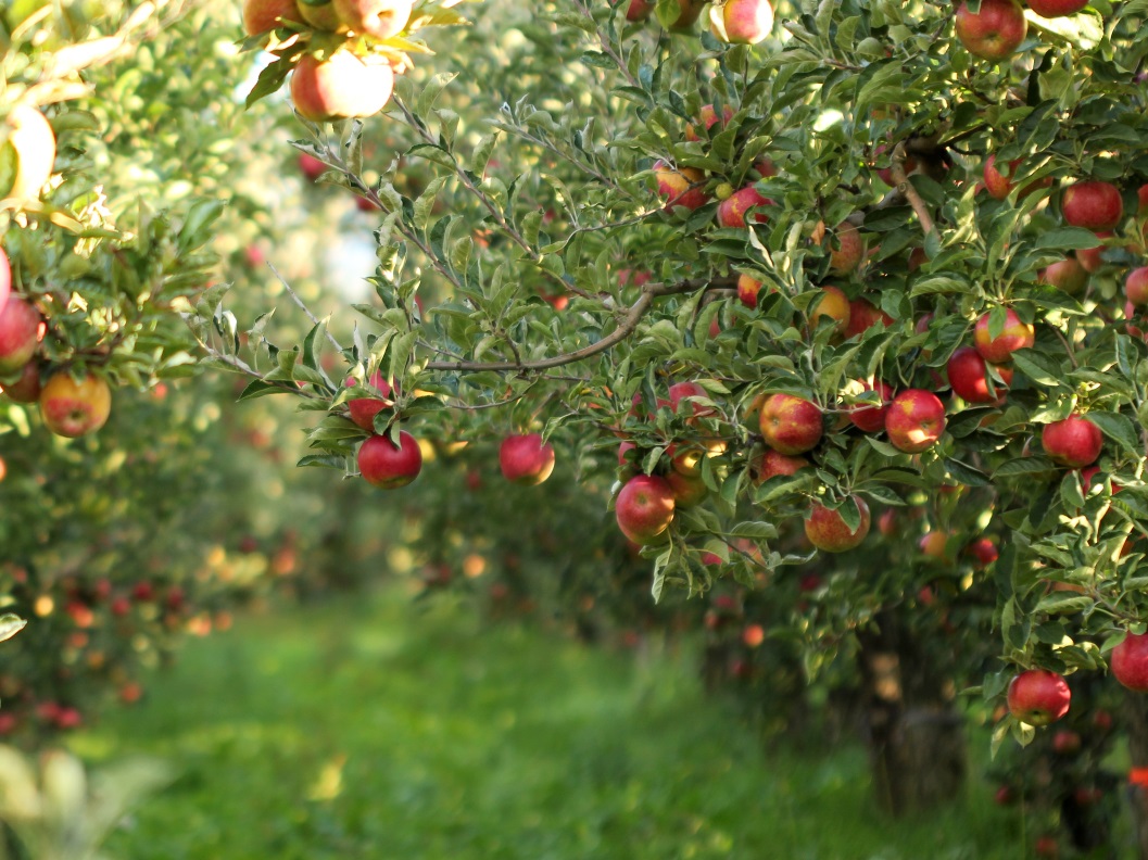 Plant an apple tree – in your very own garden