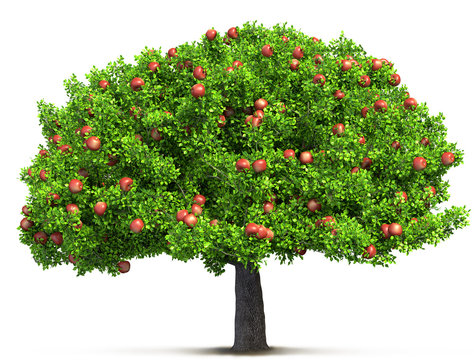 Apple Tree-Bilder: Stock-Fotos &amp; -Videos. | Adobe Stock