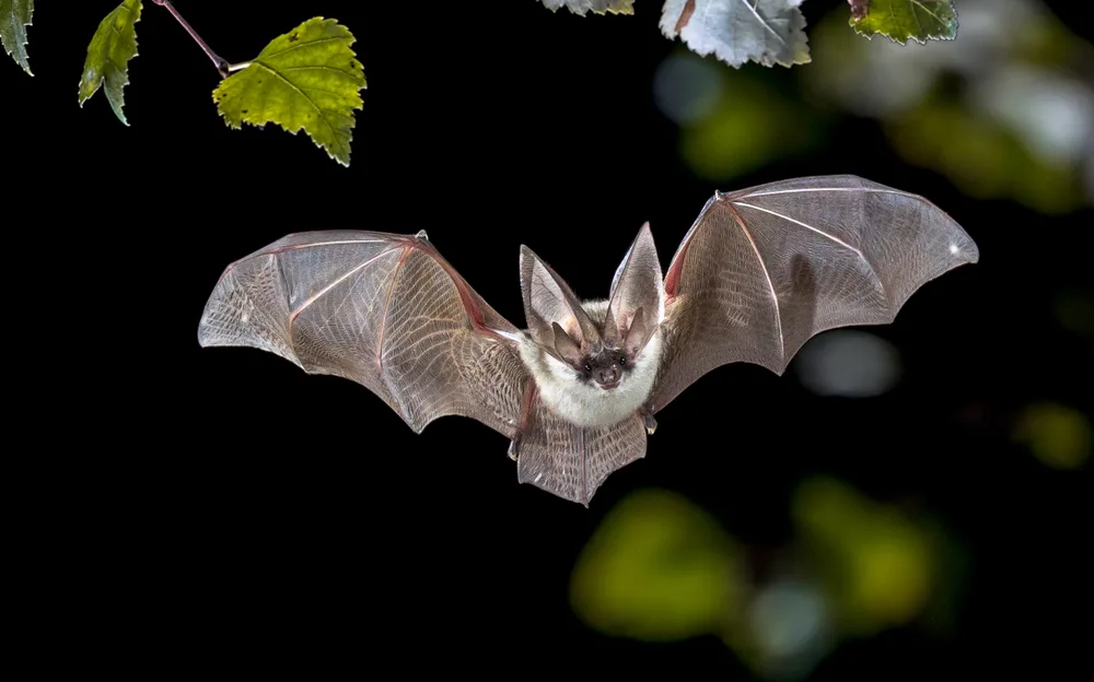 Look it! Look it! Its Freakin Bats! We Love Halloween ...