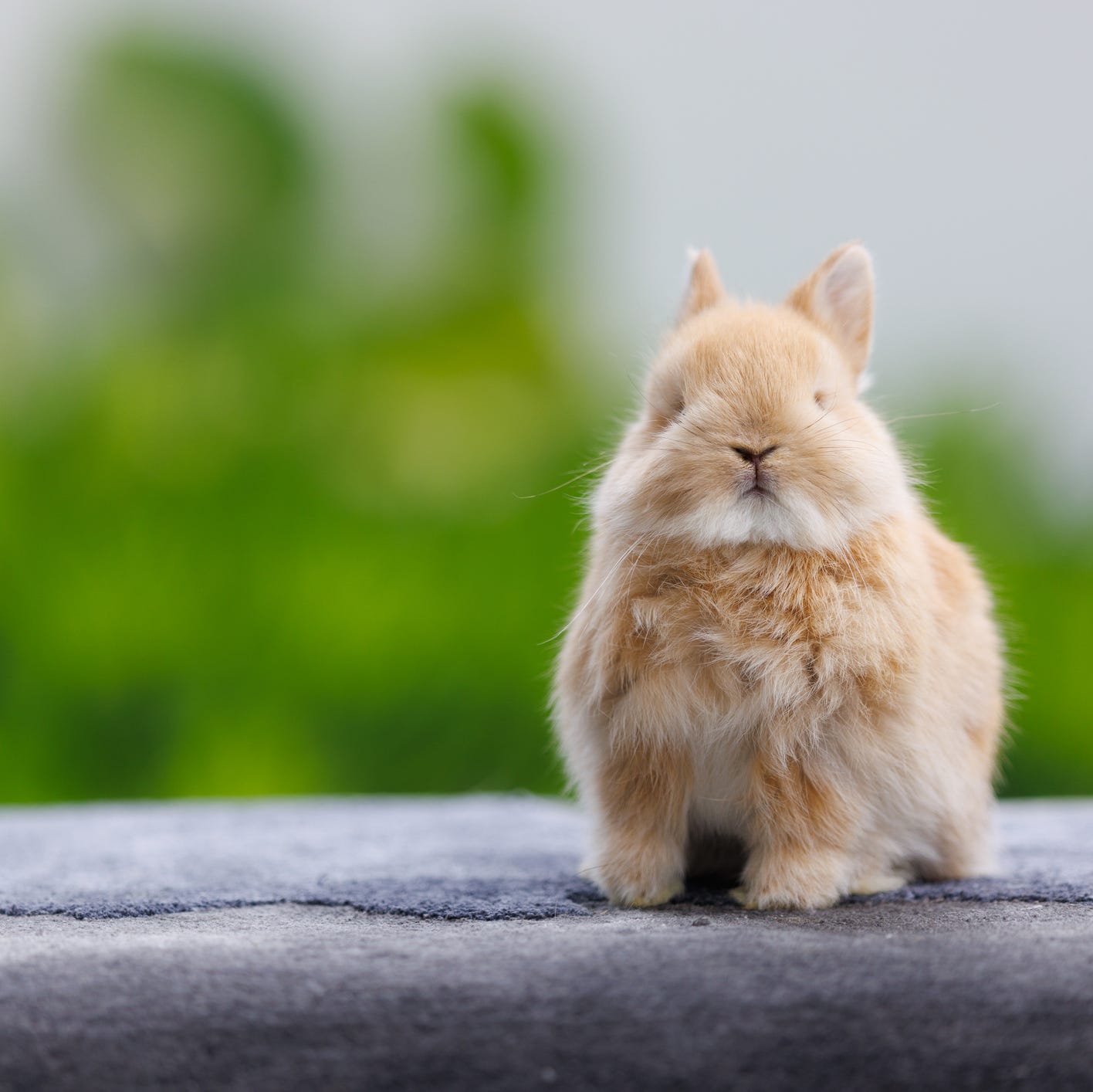 images bunny