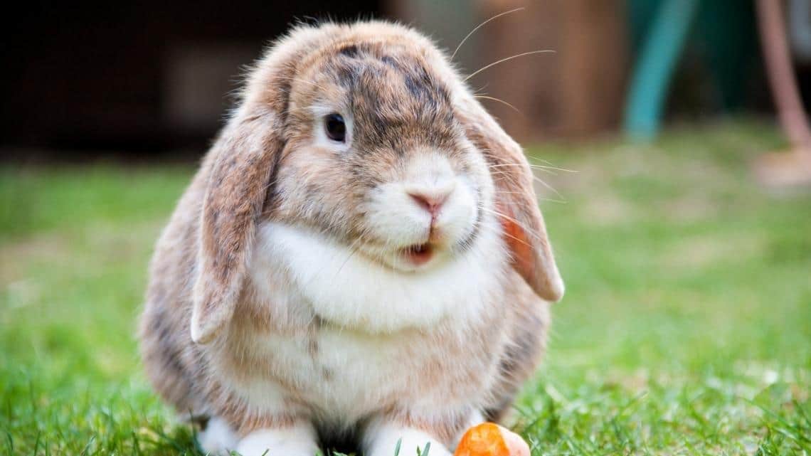 images bunny