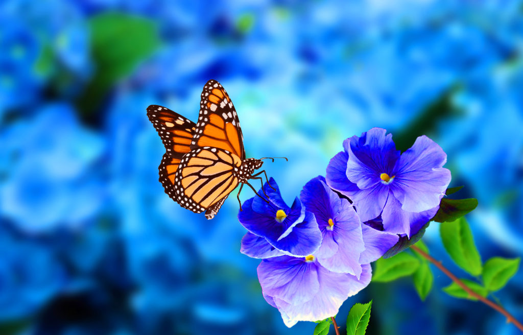 Monarch Butterfly Endangered - Friends of the Earth