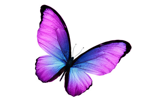 Butterfly Purple Images – Browse 272,873 Stock Photos, Vectors ...