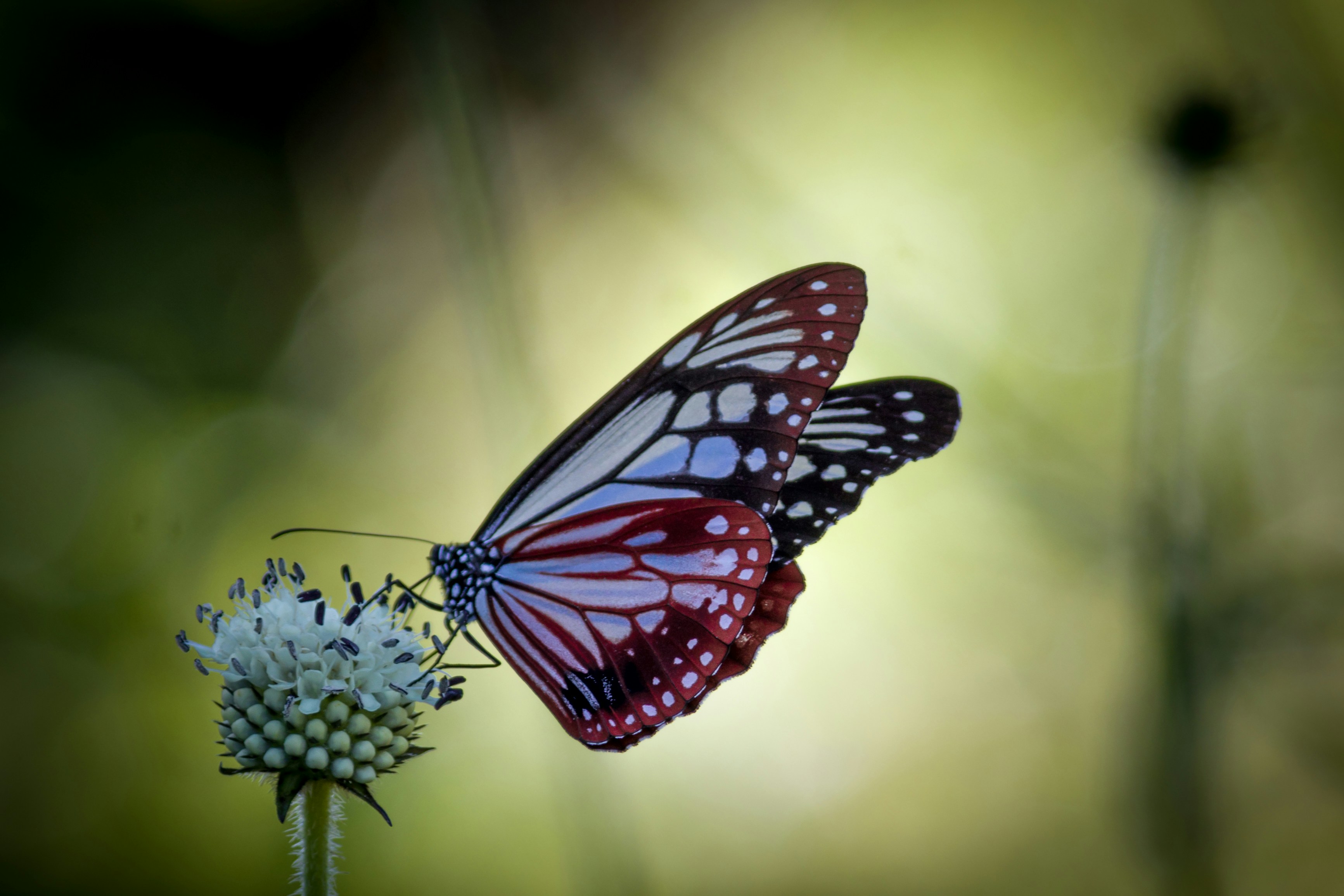 500+ Colorful Butterfly Pictures [HQ] | Download Free Images on ...