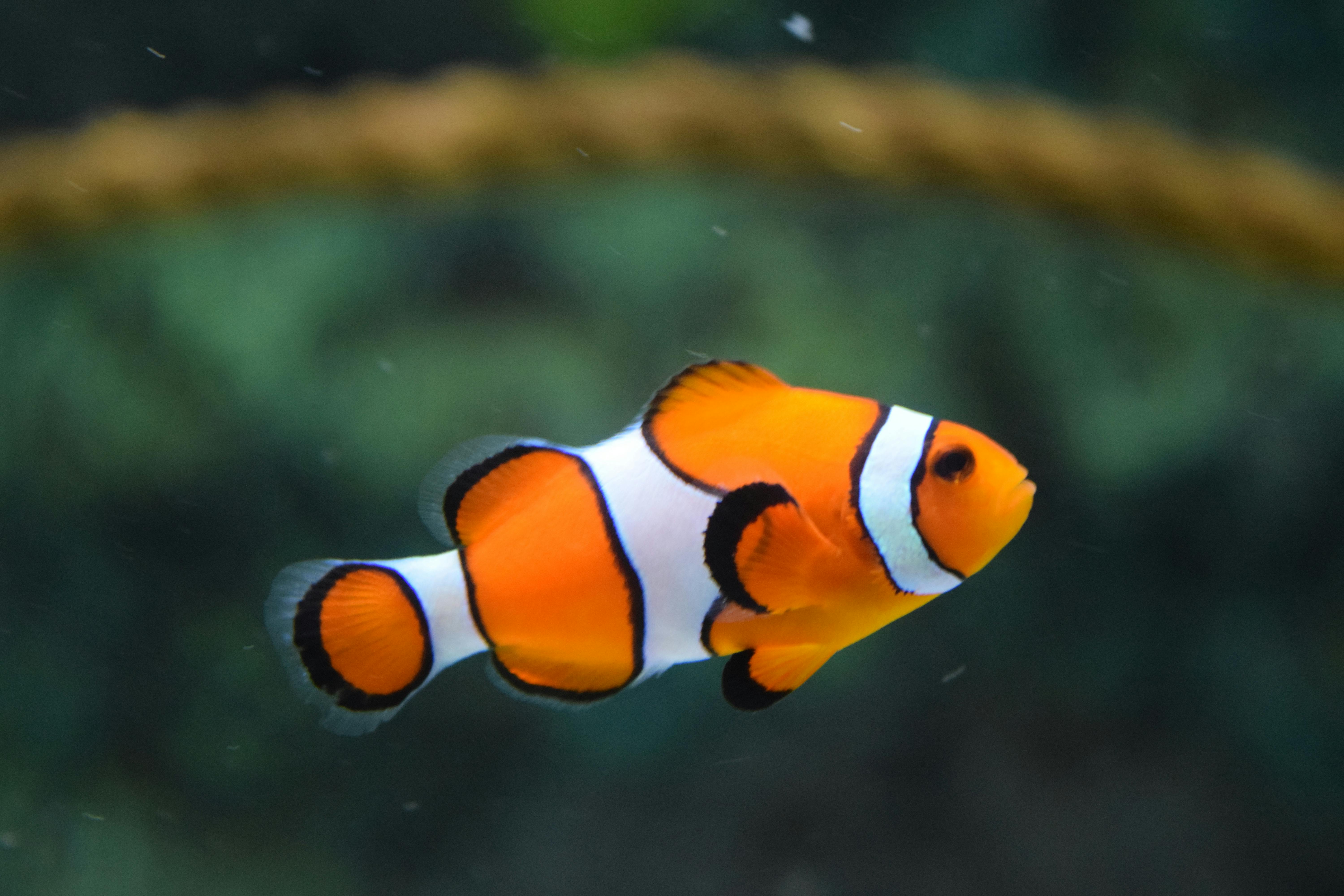 images fishes