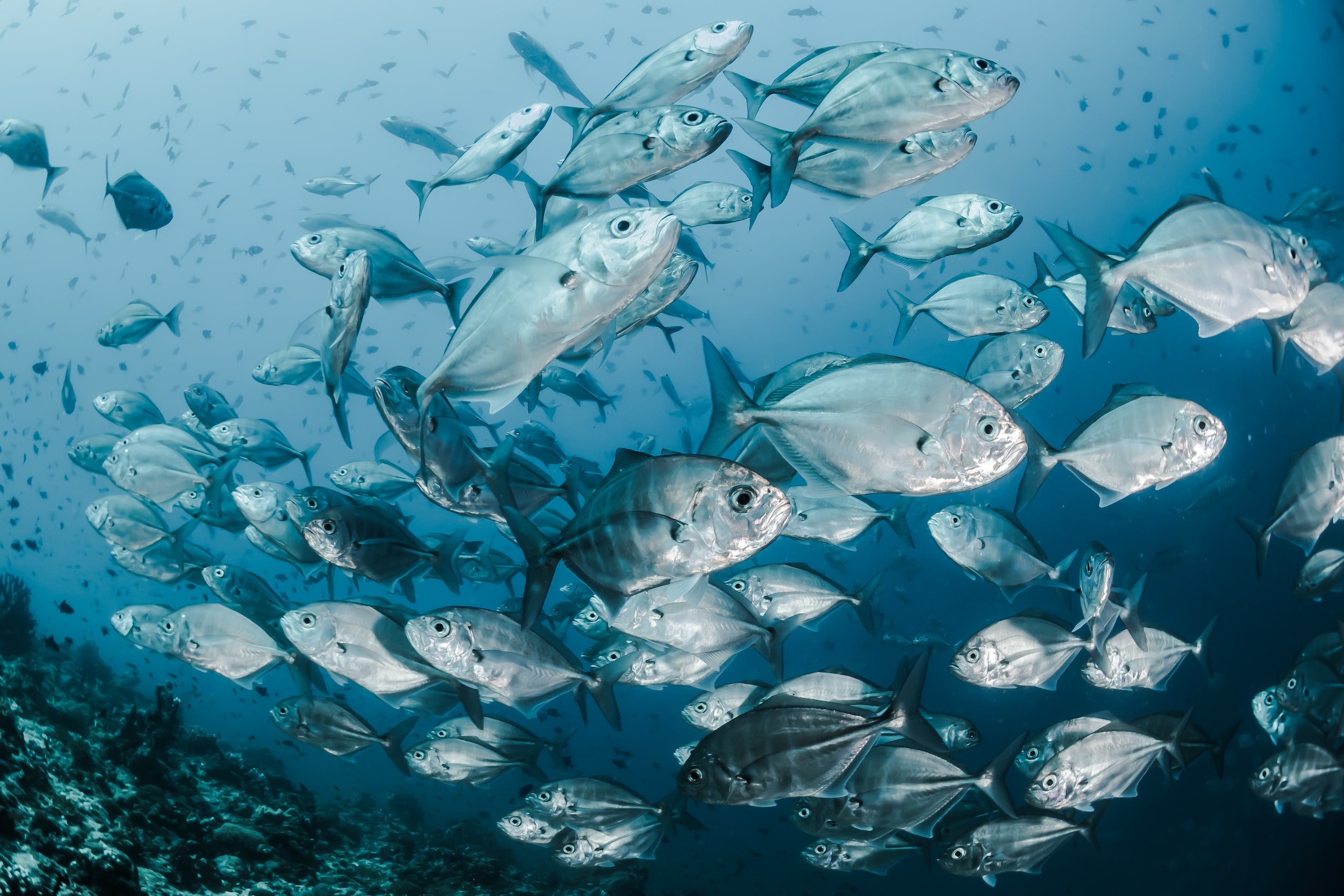 images fishes