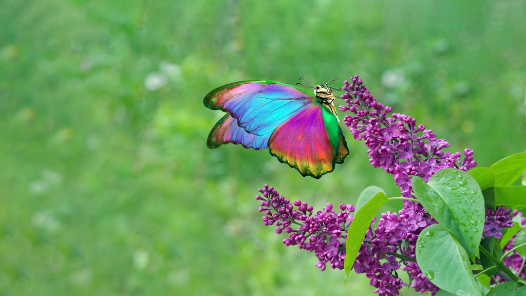 images for butterflies