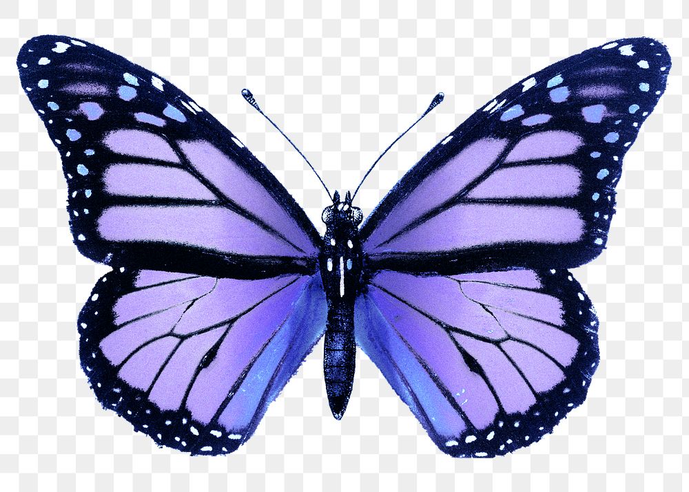 images for butterflies