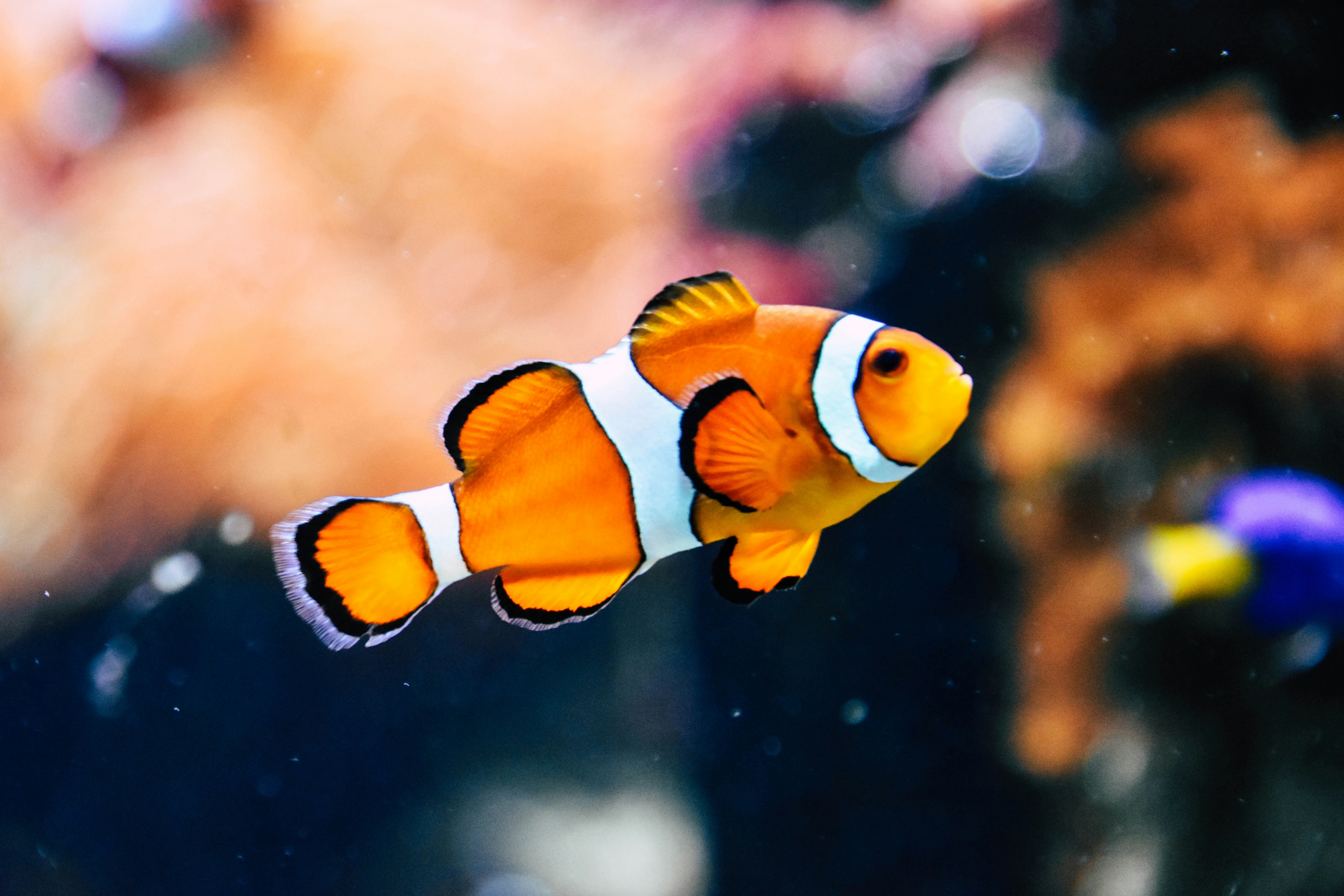 9 facts about fish to share far and wide | Animals Australia