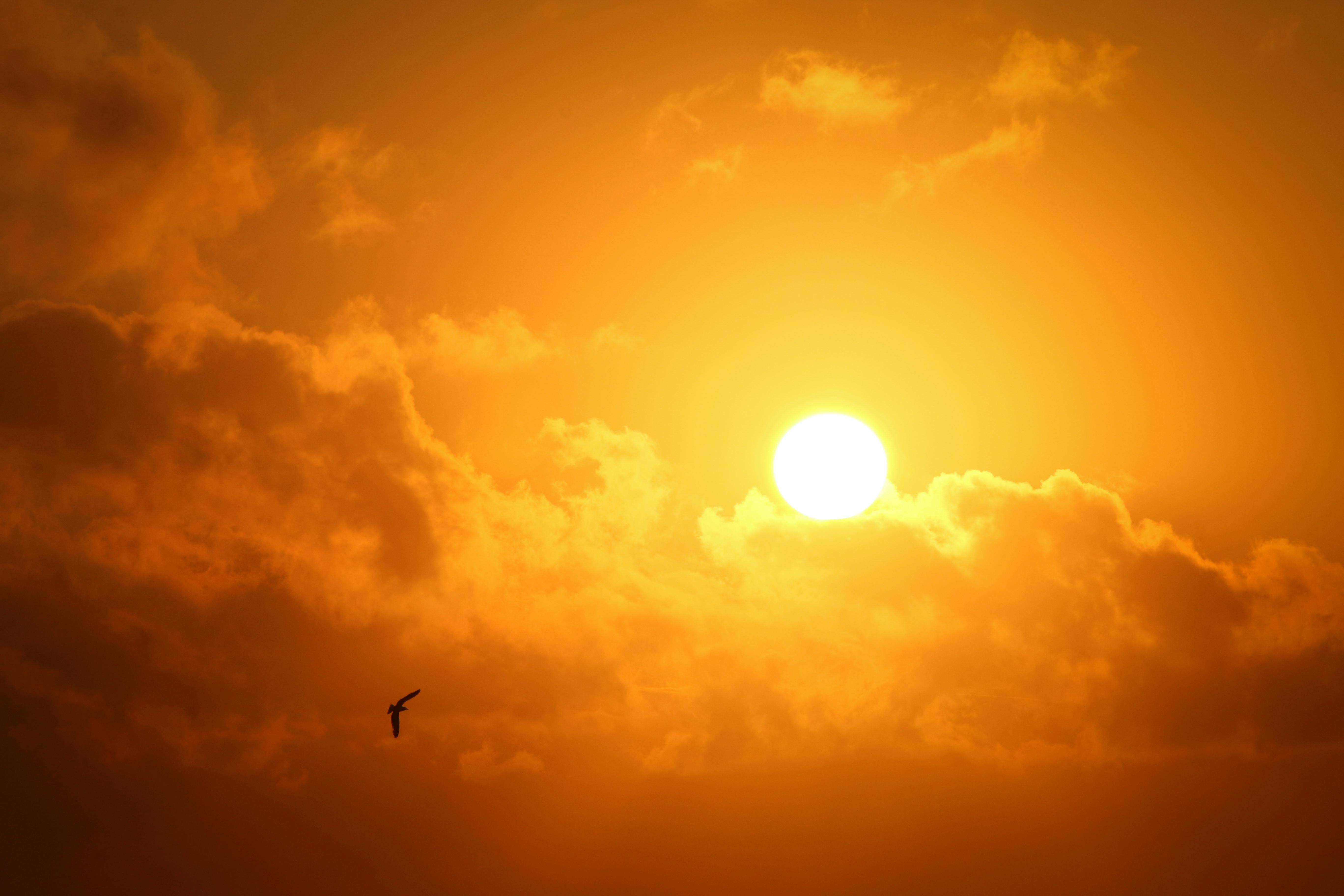 60,000+ Best Sun Images · 100% Free Download · Pexels Stock Photos