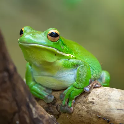 Meet our Frog Family | WILD LIFE Sydney Zoo