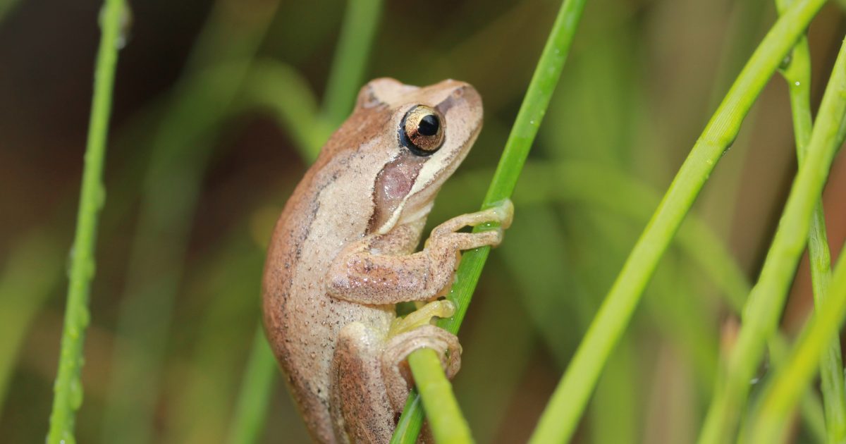 4 steps to a frog-friendly garden and why youd want… | Green Adelaide