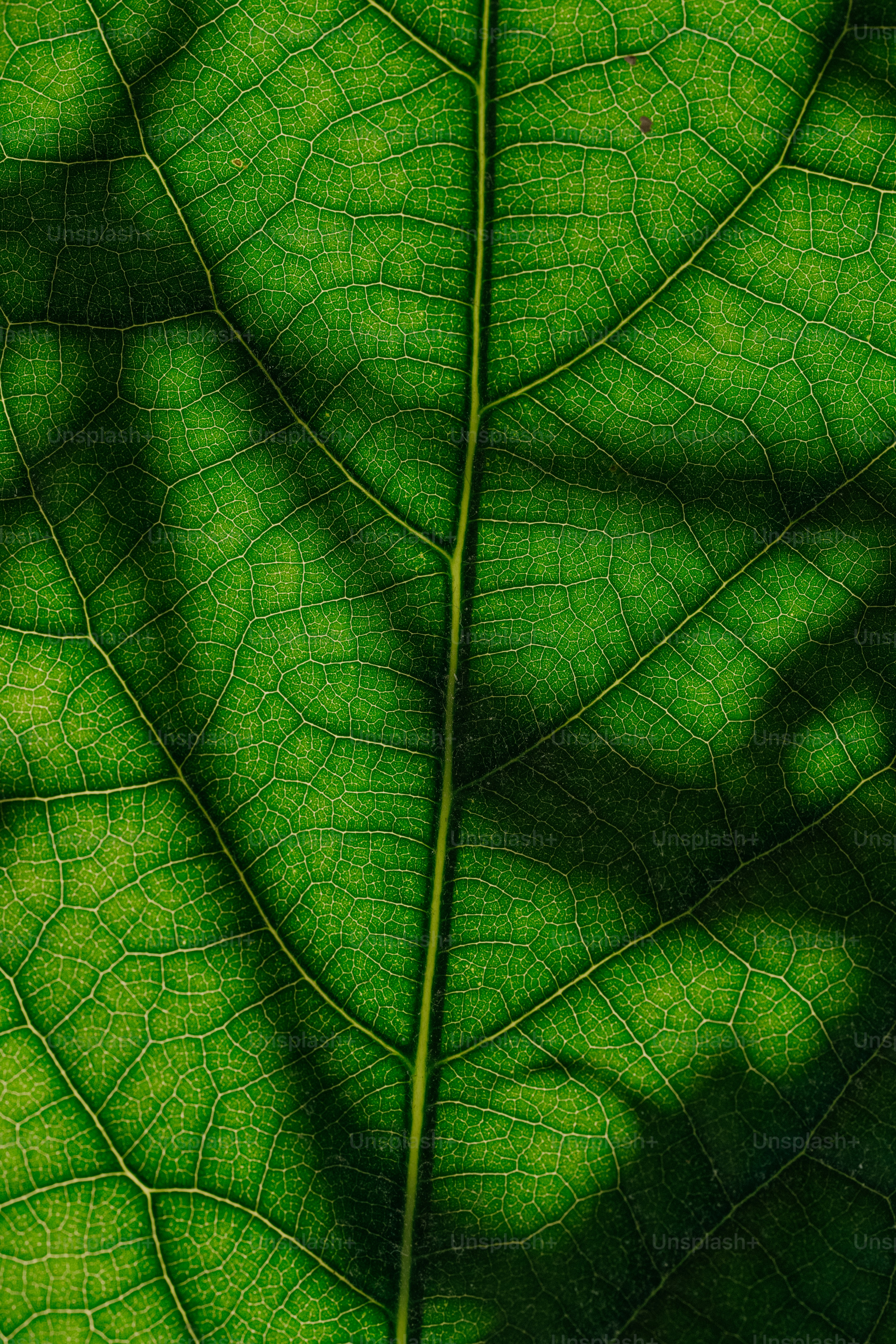 20+ Leaf Pictures | Download Free Images on Unsplash