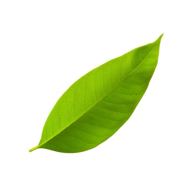 Leaf Pictures | clipart library